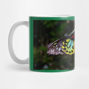 Cairns Birdwing Butterfly Mug